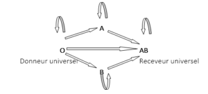 LES GROUPES SANGUINS