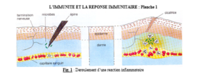 L’IMMUNITÉ ET LA RÉPONSE IMMUNITAIR