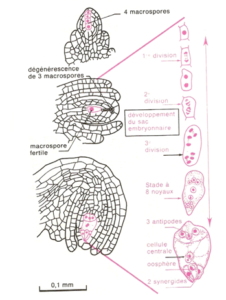 GAMÈTES MÂLES ET FEMELLE