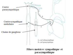 Régulation de l'activité cardiaque et de la tension artérielle