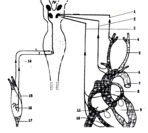 Régulation de l'activité cardiaque et de la tension artérielle