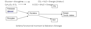 LES PHÉNOMÈNES ÉNERGÉTIQUES
