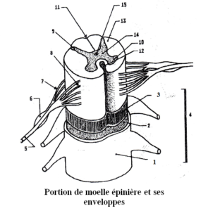 ORGANISATION DE LA MOELLE EPINIERE