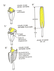 GAMÈTES MÂLES ET FEMELLE