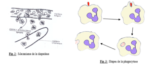 L’IMMUNITÉ ET LA RÉPONSE IMMUNITAIR