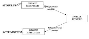 FONCTIONNEMENT DU SYSTEME NERVEUX