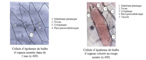 L’ORGANISATION DE LA CELLULE AU MICROSCOPE OPTIQUE 