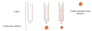 LES ECHANGES CELLULAIRES