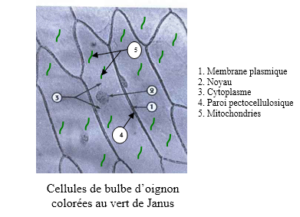 L’ORGANISATION DE LA CELLULE AU MICROSCOPE OPTIQUE 