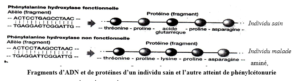 Les protéines